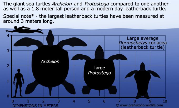 archelon-protostega-size