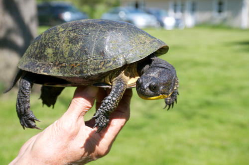 oldest-well-documented-blanding-s-turtle-recaptured-at-u-m-reserve-at-age-83-turtle-20160525