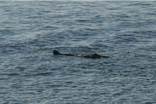 plymouth2bcrocodile2b1